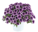 7Петунія Cascadias Purple Ice
