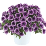 7Петунія Cascadias Purple Ice