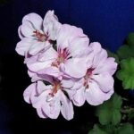 4пеларгонія pelt. Blanche Roche