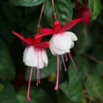 1Фуксія Sir Matt Busby