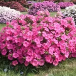 1Петунія Conchita Grande Pink