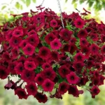 9Петунія ампельна Tidal Wave Red Velour F1