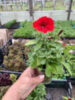 1Петунія ампельна Vista Strawberry - Зображення 2