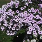 11Петунія ампельна Tidal Wave F1 Silver