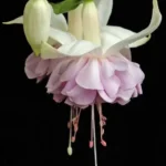 2Фуксія Hollys Beauty