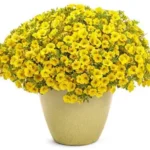 3Петунія ампельна Mini Vista Yellow