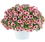 2Калібрахоа Eyeconic Cherry Blossom