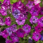12Петунія ампельна Dot Star Dark Violet F1