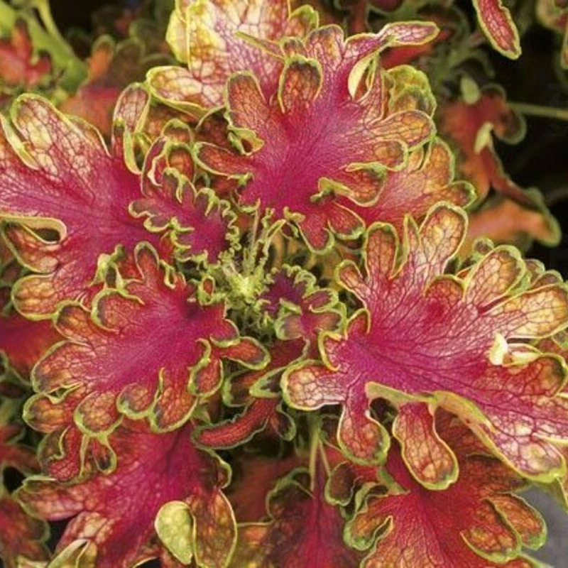 11Колеус Cooper