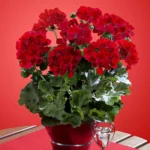 5Пеларгонія pelt. x zon. Champion Red Improved