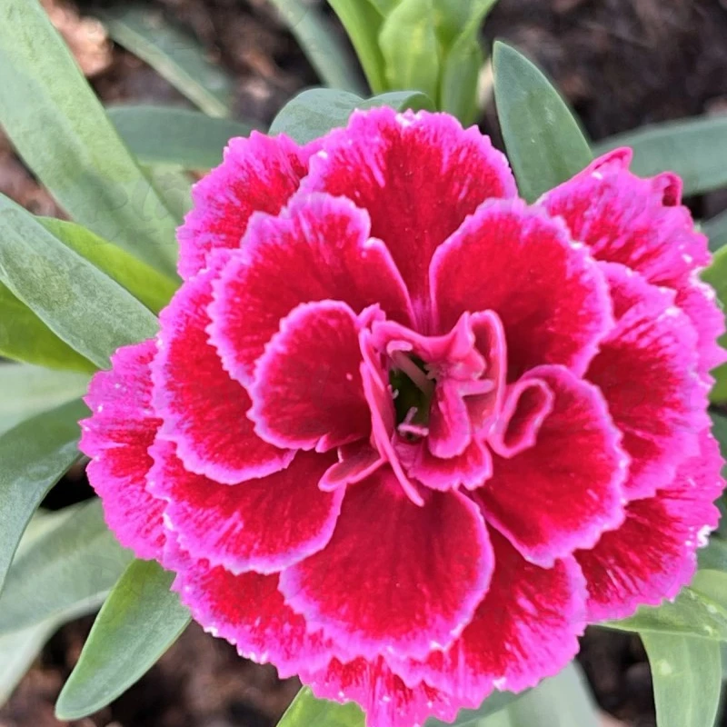 Гвоздика Oscar Violet & Pink