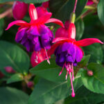 3Фуксія Dollar Prinzessin