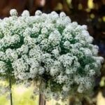 2Лобуларія Snow Princess