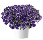 6Петунія Cascadias Rim Violet