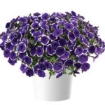6Петунія Cascadias Rim Violet