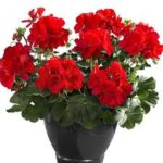 6Пеларгонія pelt. x zon. Champion Fire Red