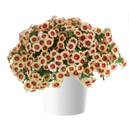 6Калібрахоа Eyeconic Apricot