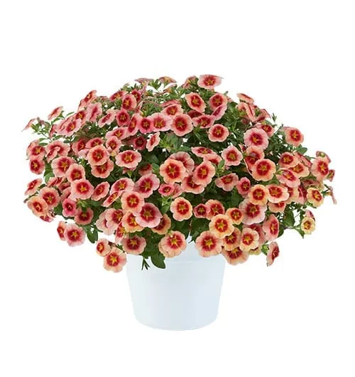 Калібрахоа Eyeconic Peach