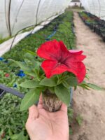 15Петунія кущова SUCCESS! 360° Red - Зображення 2