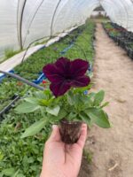 13Петунія кущова SUCCESS! 360° Burgundy - Зображення 2