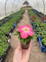 18 Петунія кущова Success! HD Salmon Morn - Зображення 2