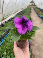 19Петунія кущова Success!360° Purple Vein - Зображення 2