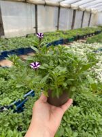 5Петунія ампельна Mini Vista Violet Star - Зображення 2