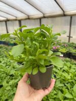 6Петунія ампельна Conchita Grande Pink - Зображення 2