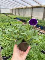 7Петунія ампельна Cascadias Rim Violet - Зображення 2