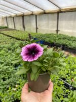 8Петунія ампельна Cascadias Purple Ice - Зображення 2