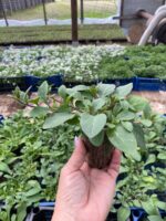 9Петунія ампельна Tidal Wave Red Velour F1 - Зображення 2