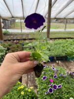 6Петунія Cascadias Rim Violet - Зображення 2