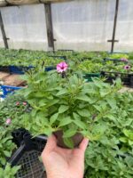 4Петунія ампельна Mini Vista Pink Star - Зображення 2