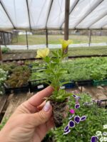 4Петунія Mini Vista Yellow - Зображення 2