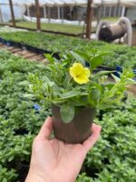 3Петунія ампельна Mini Vista Yellow - Зображення 2
