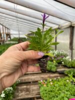 3Петунія Mini Vista Violet Star - Зображення 2