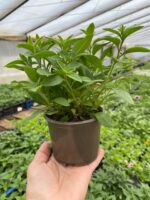 2Петунія ампельна Vista Jazzberry - Зображення 2