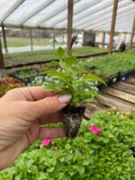 2Петунія Mini Vista Pink Star - Зображення 2