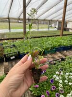 2Лобуларія Snow Princess - Зображення 2