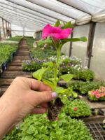 1Петунія Conchita Grande Pink - Зображення 2