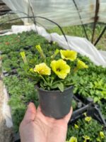3Петунія ампельна Mini Vista Yellow - Зображення 2