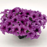 19Петунія кущова Success!360° Purple Vein