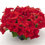 15Петунія кущова SUCCESS! 360° Red