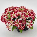 17Петунія кущова (grandiflora) серії SUCCESS! Red Star