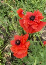 Мак мікс кольорів - Зображення 7