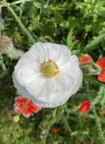 Мак мікс кольорів - Зображення 4