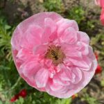 Мак мікс кольорів