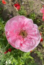 Мак мікс кольорів