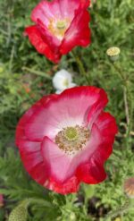 Мак мікс кольорів - Зображення 6