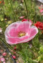 Мак мікс кольорів - Зображення 5